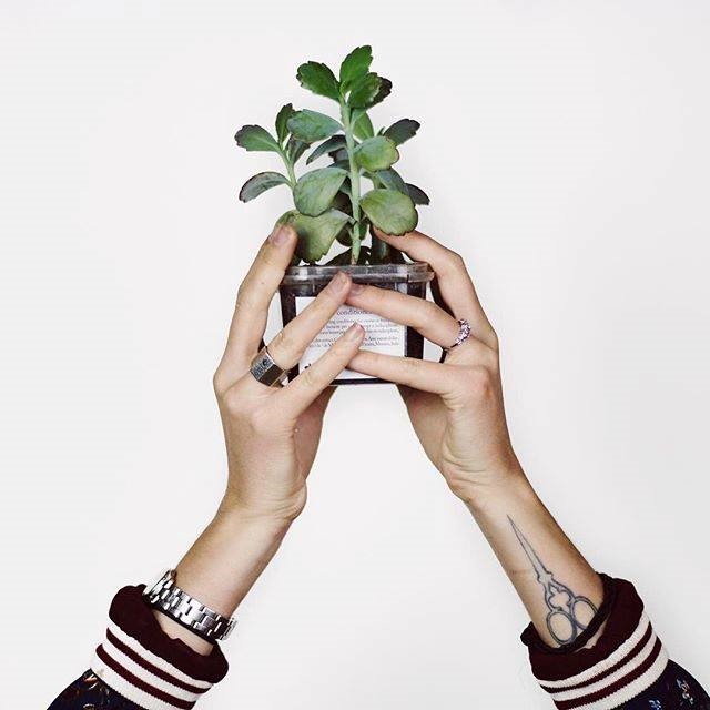 holding plant